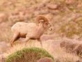 Desert Bighorn Sheep-5940.jpg